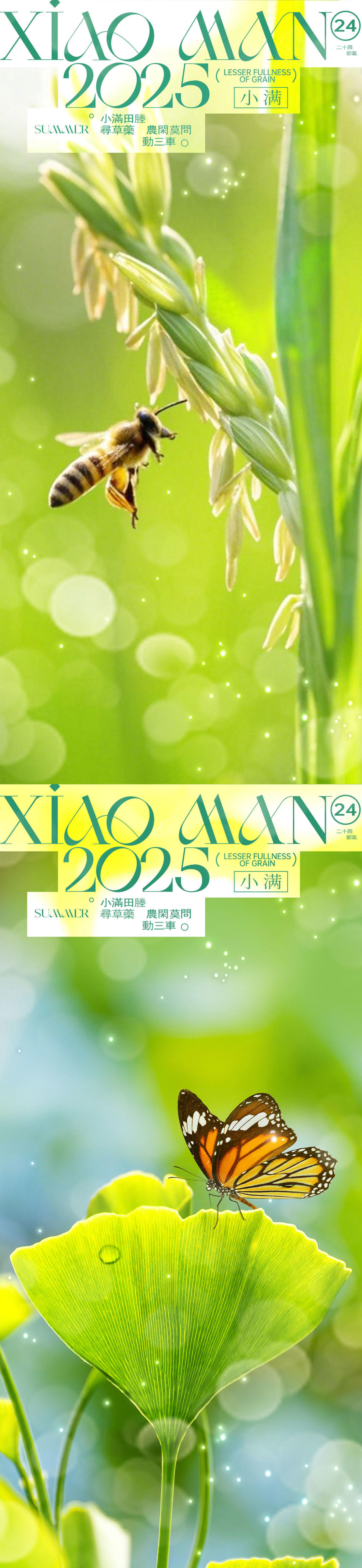 小满节气海报