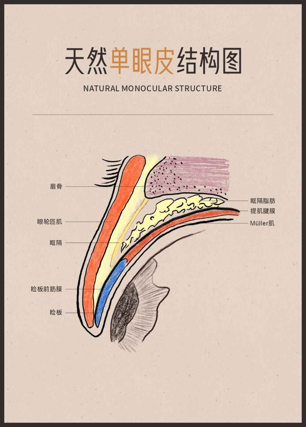 医美眼部整形双眼天然单眼皮结构图剖析图宣传画框