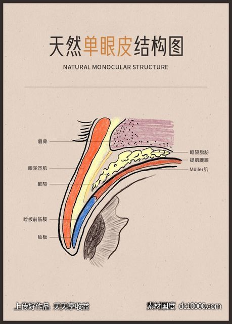 医美眼部整形双眼天然单眼皮结构图剖析图宣传画框-源文件-素材国度dc10000.com