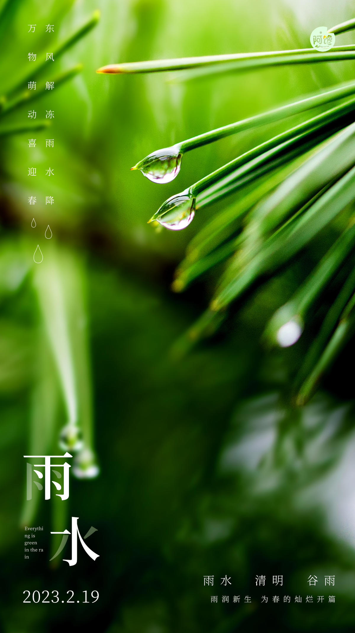 雨水白露竹叶蜻蜓节气海报