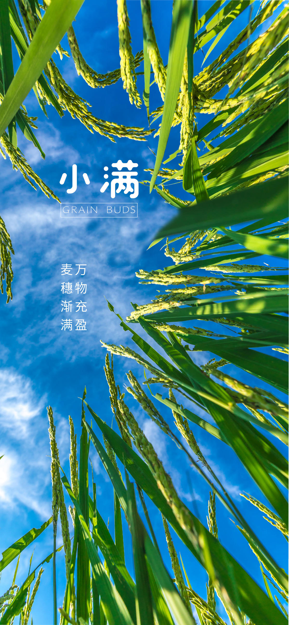 小满节气海报