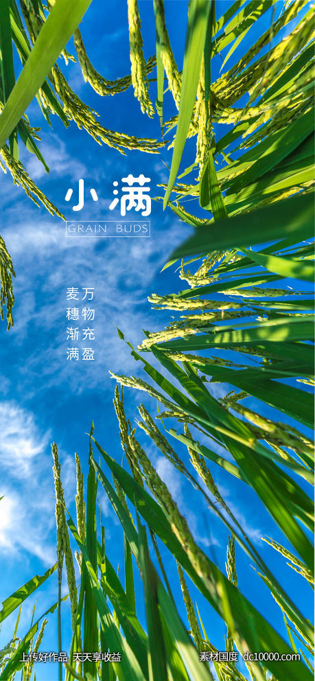 小满节气海报 - 源文件