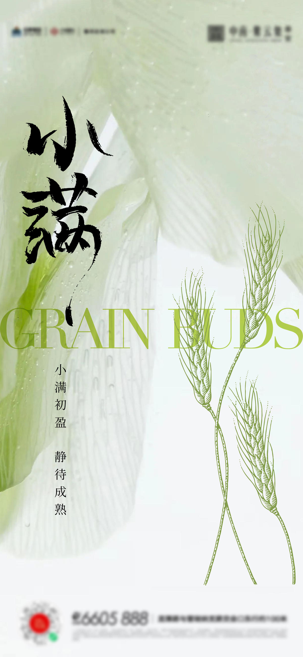 小满芒种夏至海报