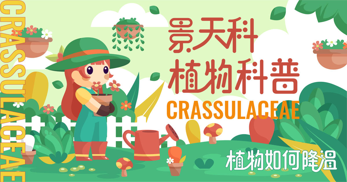 景天科植物背景板