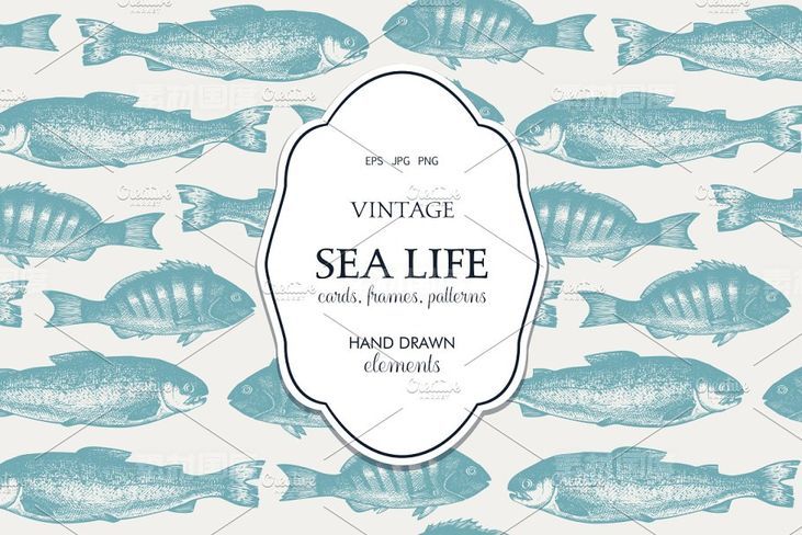 海洋生活矢量图形素材 Vector Sea Life Illustrations Set