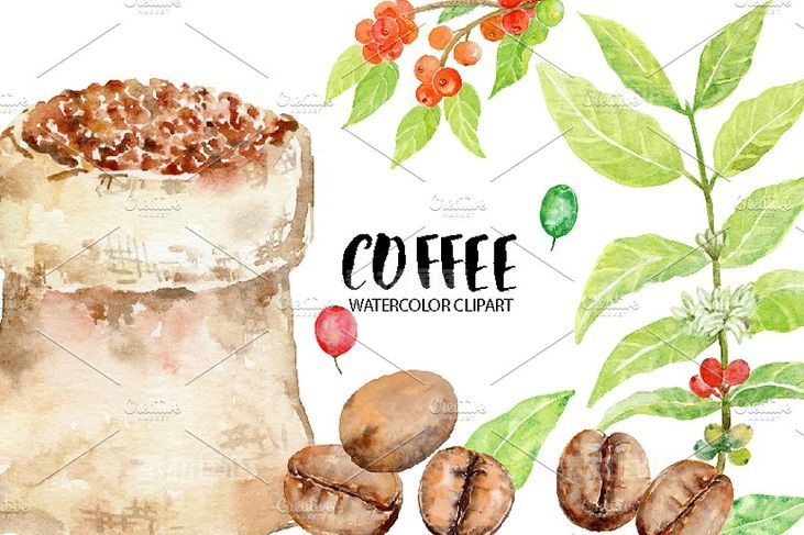 水彩咖啡豆素材 Watercolor Coffee Beans Clipart