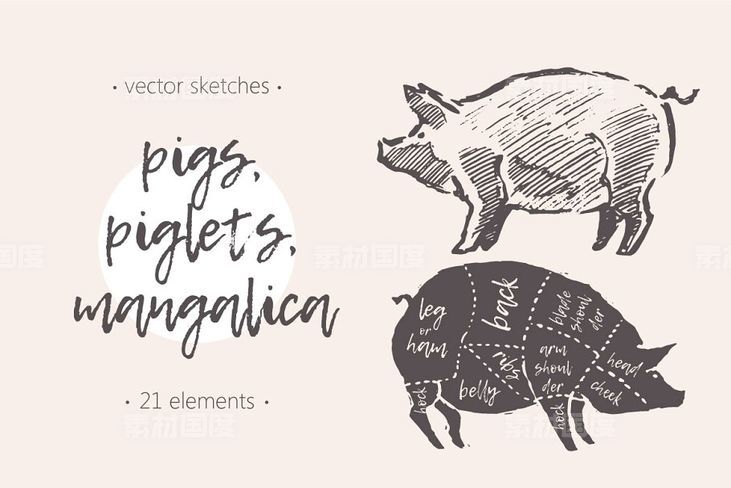 钢笔素描猪图形 Illustrations of pigspiglets  etc