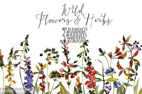 野花草本水彩套装 Wild Flowers  Herbs Watercolor Set - 源文件