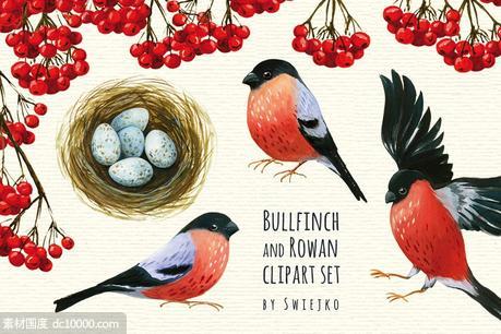 红腹灰雀和花楸浆果水彩剪贴画 Bullfinch and Rowan clipart - 源文件