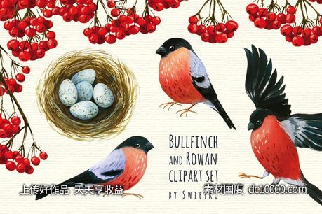 红腹灰雀和花楸浆果水彩剪贴画 Bullfinch and Rowan clipart-源文件-素材国度dc10000.com