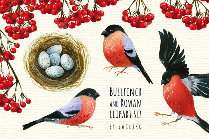 红腹灰雀和花楸浆果水彩剪贴画 Bullfinch and Rowan clipart