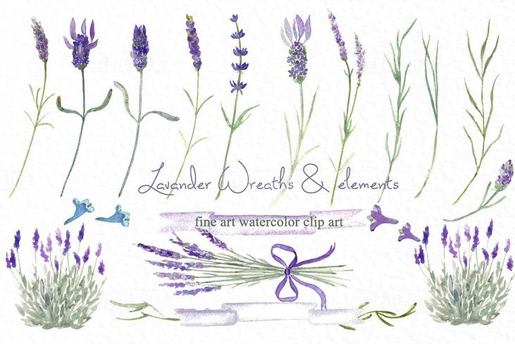 薰衣草水彩花卉设计素材 Lavender wreaths watercolor flowers