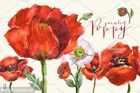 深红色罂粟花水彩剪贴画 Aquarelle watercolor red wild poppy - 源文件