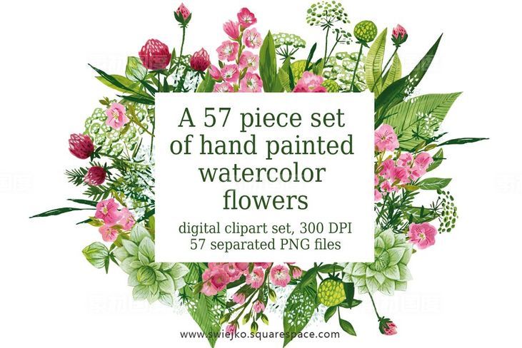 57种手绘花卉和叶子插画 Watercolor flowers painting