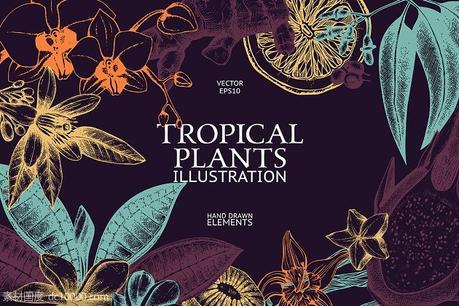 热带植物和花卉矢量图形 Vector Tropical Plants  Flowers - 源文件