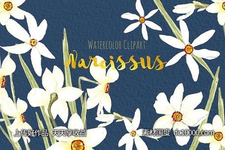 白水仙水彩剪贴画 White Narcissus Watercolor clipart-源文件-素材国度dc10000.com