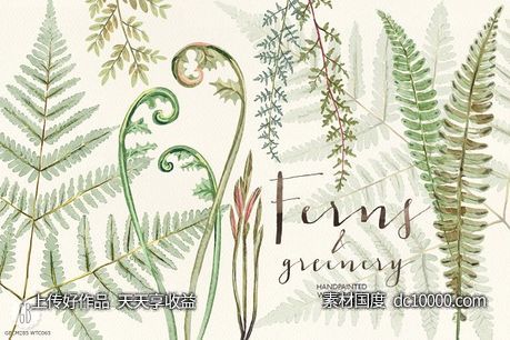 蕨类植物水彩画素材 Watercolor fern art-源文件-素材国度dc10000.com