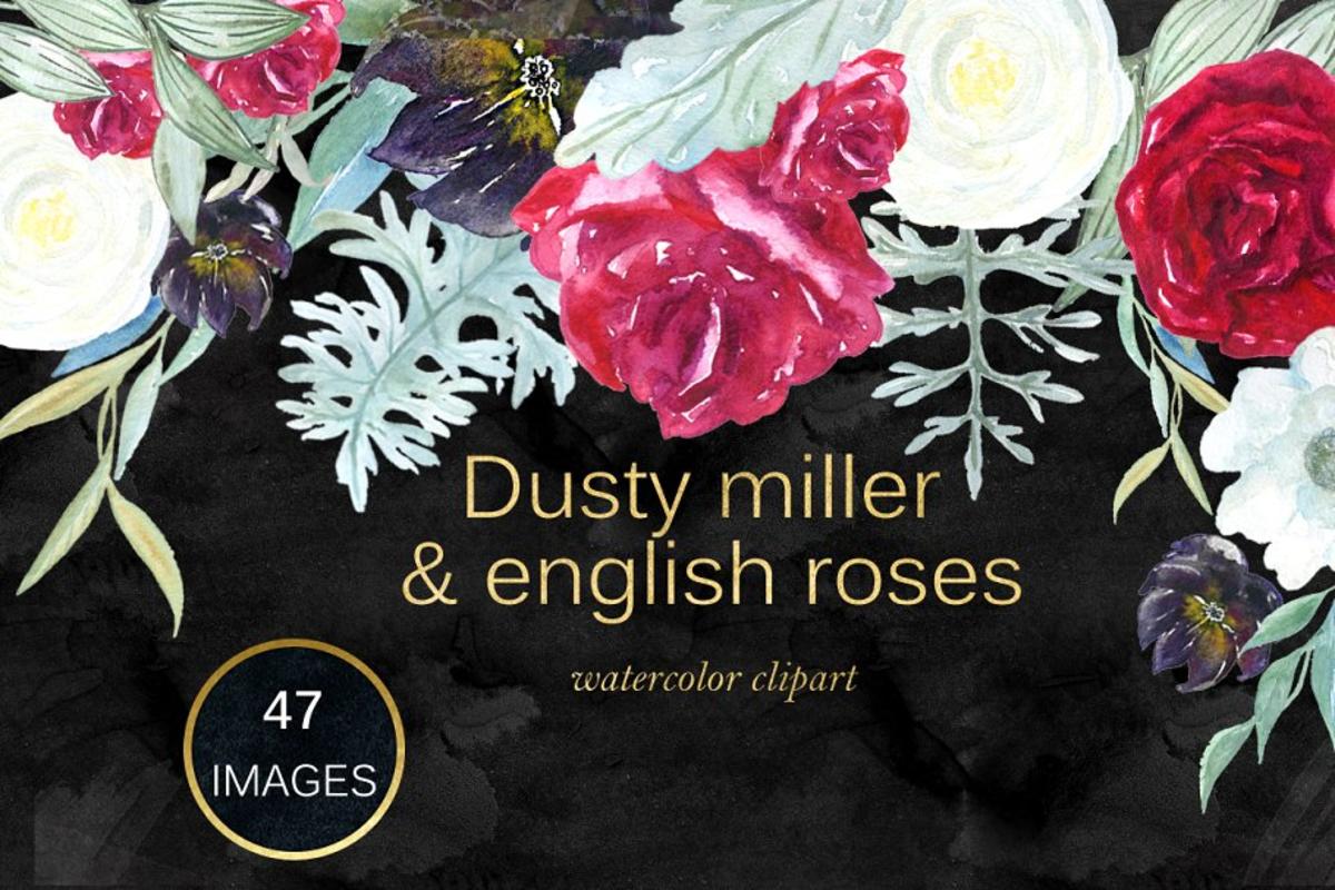 英国玫瑰花水彩剪贴画 Dusty miller  english roses clipart