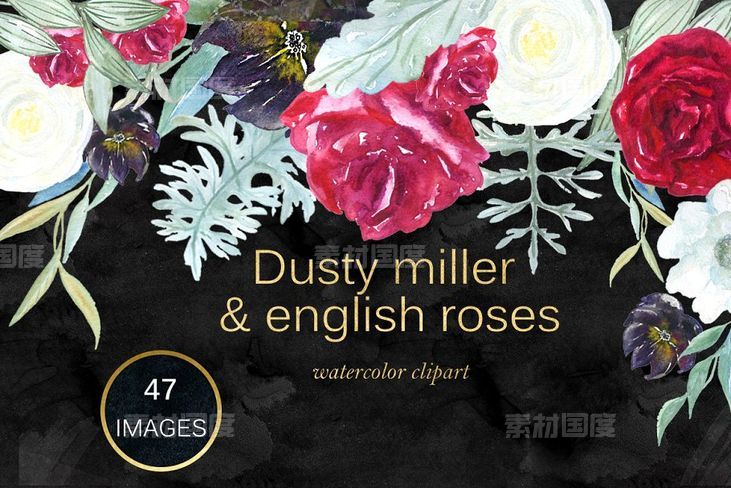 英国玫瑰花水彩剪贴画 Dusty miller  english roses clipart