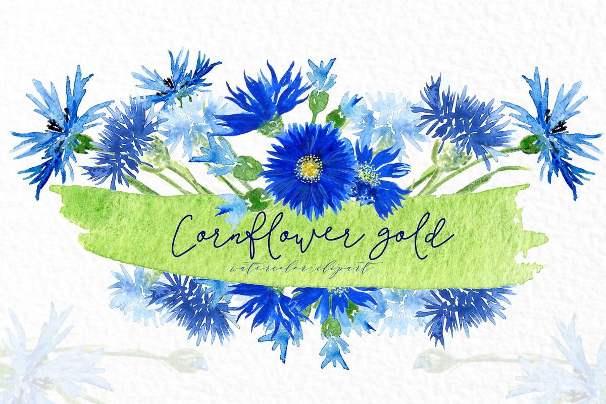 矢车菊金色水彩剪贴画 Cornflowers gold Watercolor clipart