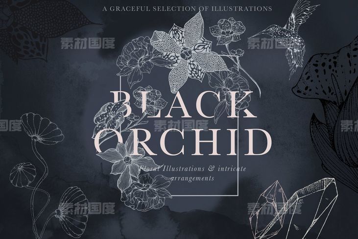虚实结合黑色背景手绘矢量花卉图形素材 Black Orchid Illustration Set
