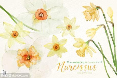 黄水仙水彩剪贴画 Watercolor narcissus daffodils - 源文件