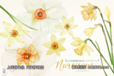 黄水仙水彩剪贴画 Watercolor narcissus daffodils - 源文件