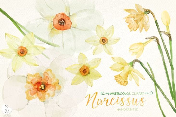 黄水仙水彩剪贴画 Watercolor narcissus daffodils
