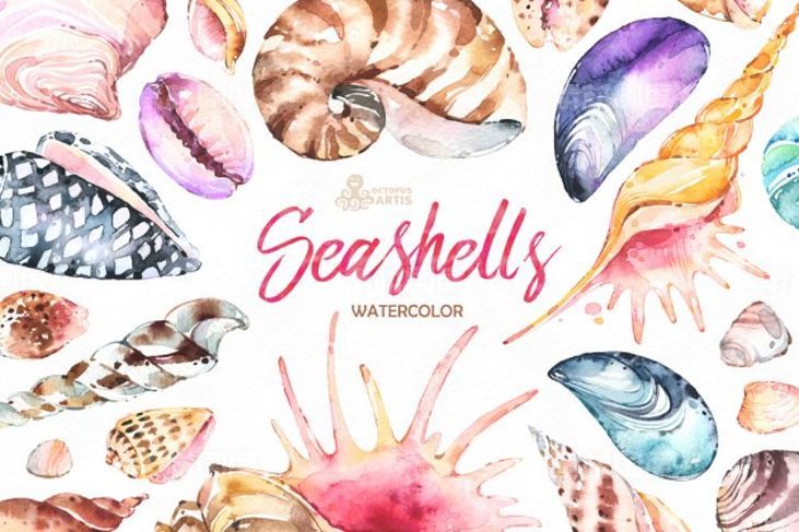 奇形怪状的贝壳水彩画素材集合 Seashells Watercolor collection