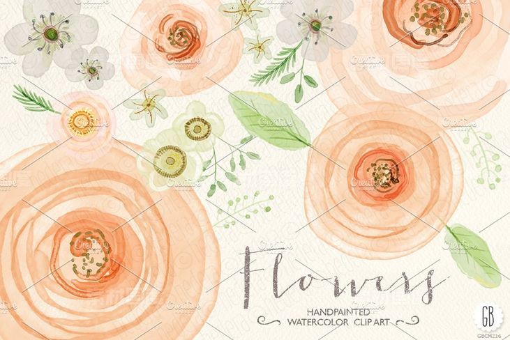 花卉蔷薇毛茛等水彩元素 Watercolor flowers rose ranunculus