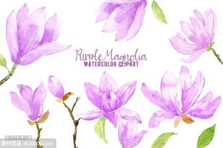 紫玛瑙色彩花卉水彩剪贴画 Watercolor Purple Magnlia - 源文件