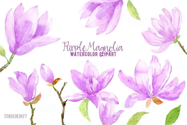 紫玛瑙色彩花卉水彩剪贴画 Watercolor Purple Magnlia