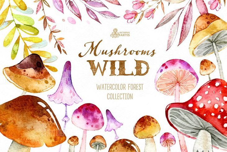 野生蘑菇森林元素素材集 Wild Mushrooms Forest Collection