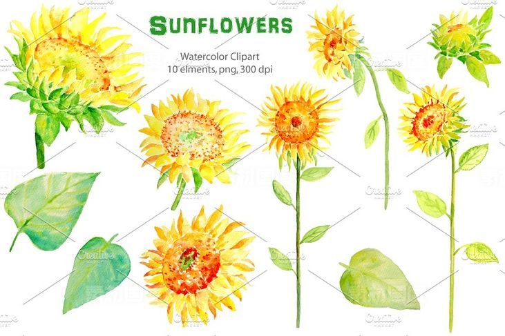 水彩向日葵剪贴画 Watercolor Clipart ndash Sunflowers