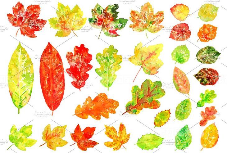 水彩多彩树叶剪贴画 Watercolor Colorful Leaves Clipart
