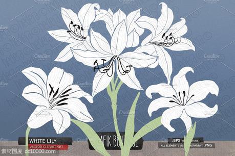 白百合剑兰水彩剪贴画 White lily gladiolus amaryllis - 源文件