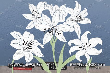 白百合剑兰水彩剪贴画 White lily gladiolus amaryllis-源文件-素材国度dc10000.com