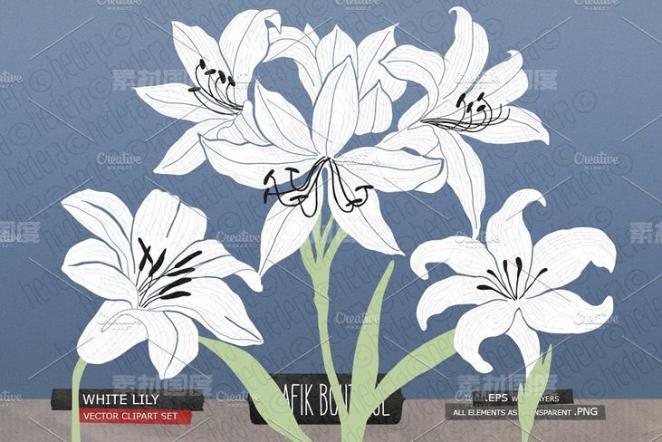 白百合剑兰水彩剪贴画 White lily gladiolus amaryllis