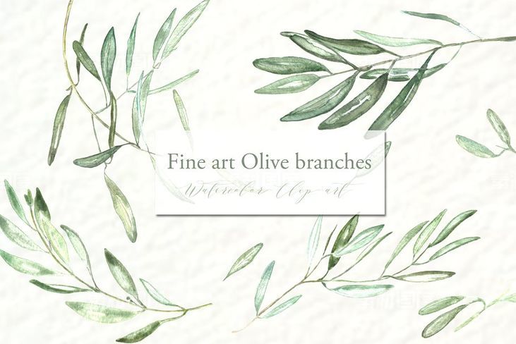 橄榄枝美术水彩剪贴画 Olive branches Fine art Watercolor
