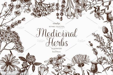 矢量草本植物素材集 Vector Medicinal Herbs Collection - 源文件