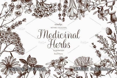 矢量草本植物素材集 Vector Medicinal Herbs Collection-源文件-素材国度dc10000.com