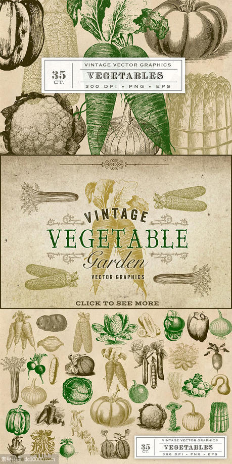 复古原始蔬菜植物矢量插图 Vintage Vegetable Garden Graphics - 源文件