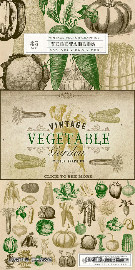 复古原始蔬菜植物矢量插图 Vintage Vegetable Garden Graphics-源文件-素材国度dc10000.com