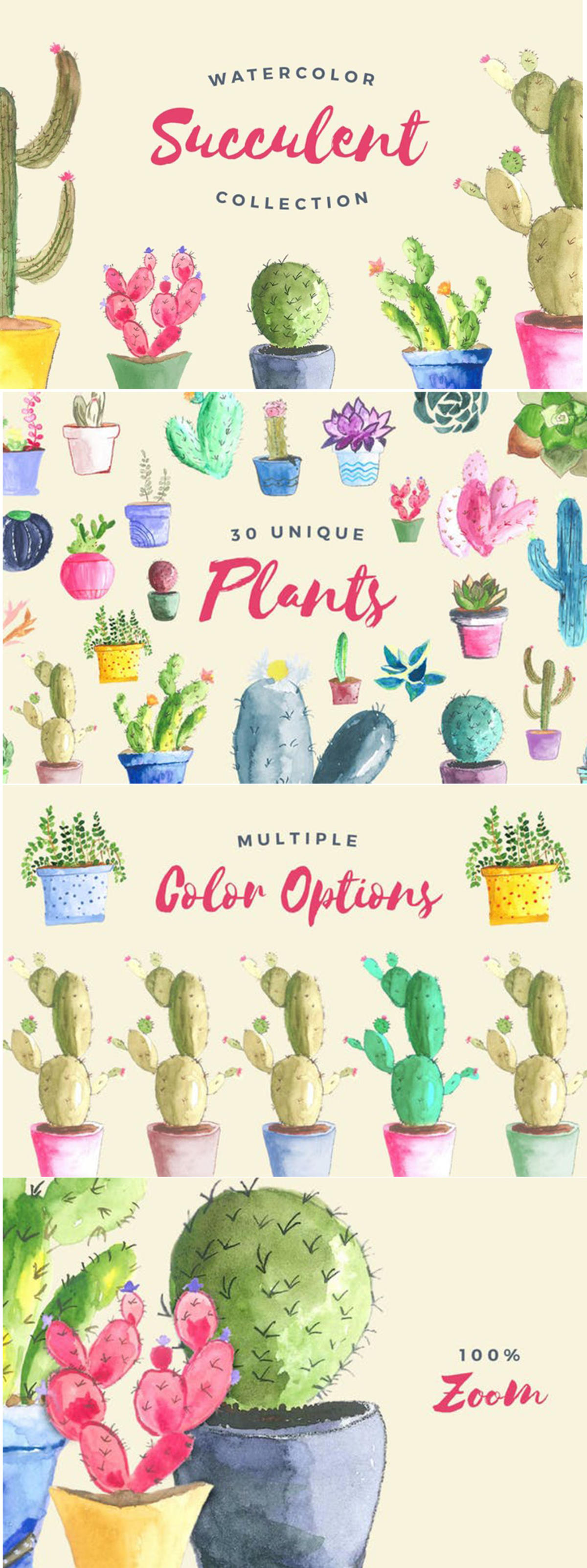 多肉植物手绘水彩插图合集 Watercolor Succulent Collection