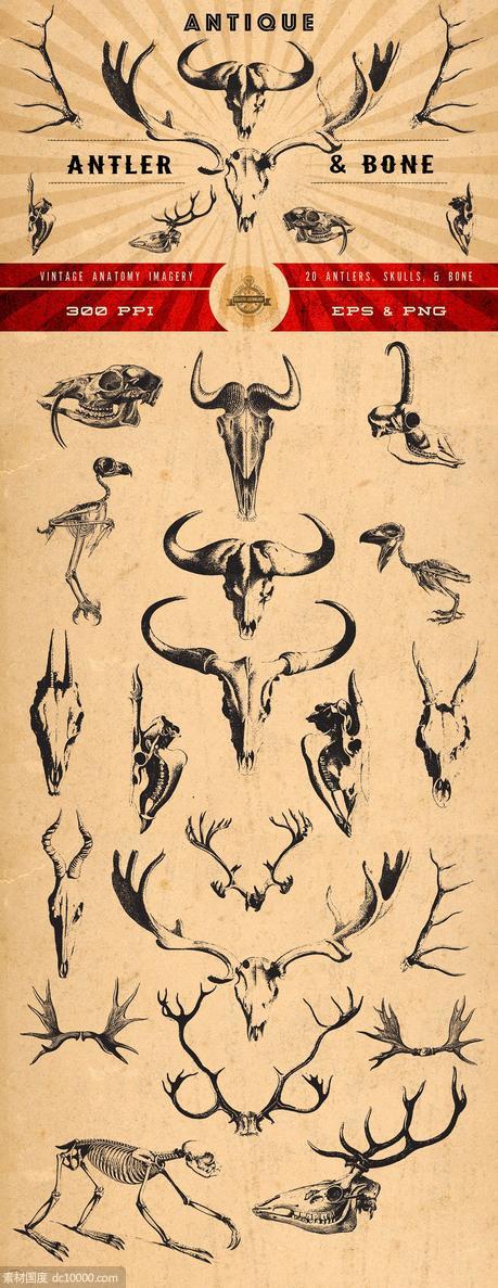 古董野生动物头骨犄角插画素材 Antique Antler  Bone Graphics - 源文件