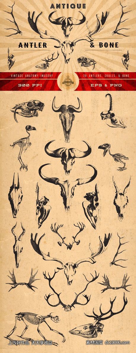 古董野生动物头骨犄角插画素材 Antique Antler  Bone Graphics - 源文件