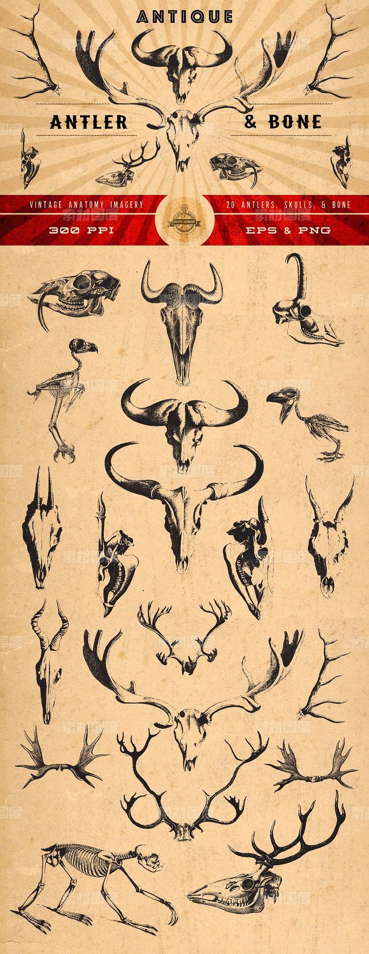 古董野生动物头骨犄角插画素材 Antique Antler  Bone Graphics