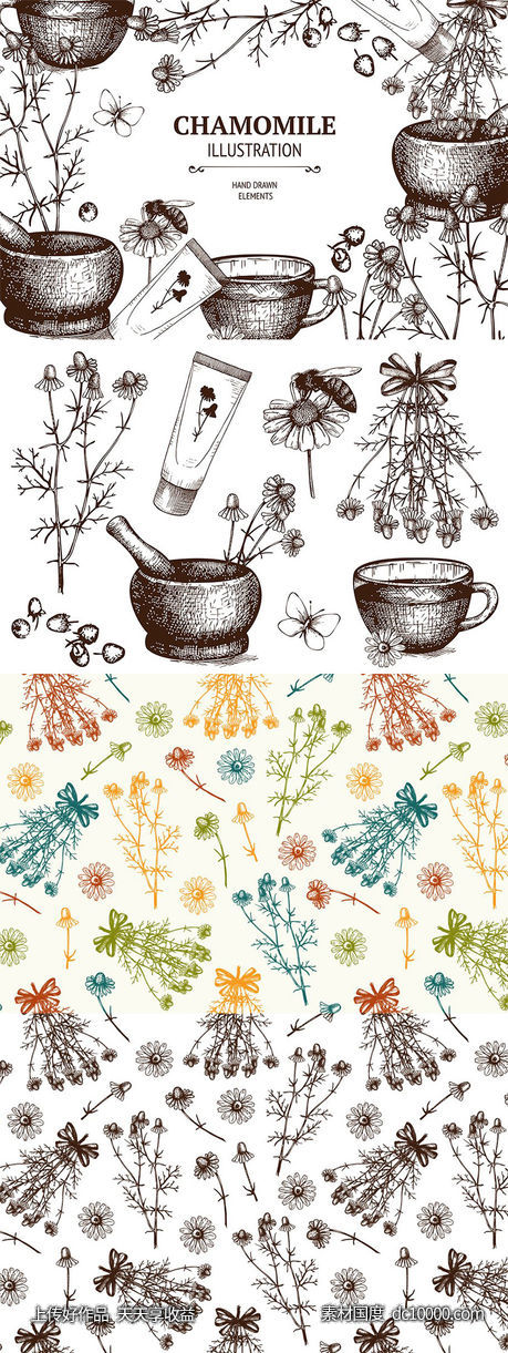复古手绘甘菊素描插图集 Vintage Camomile Illustrations-源文件-素材国度dc10000.com