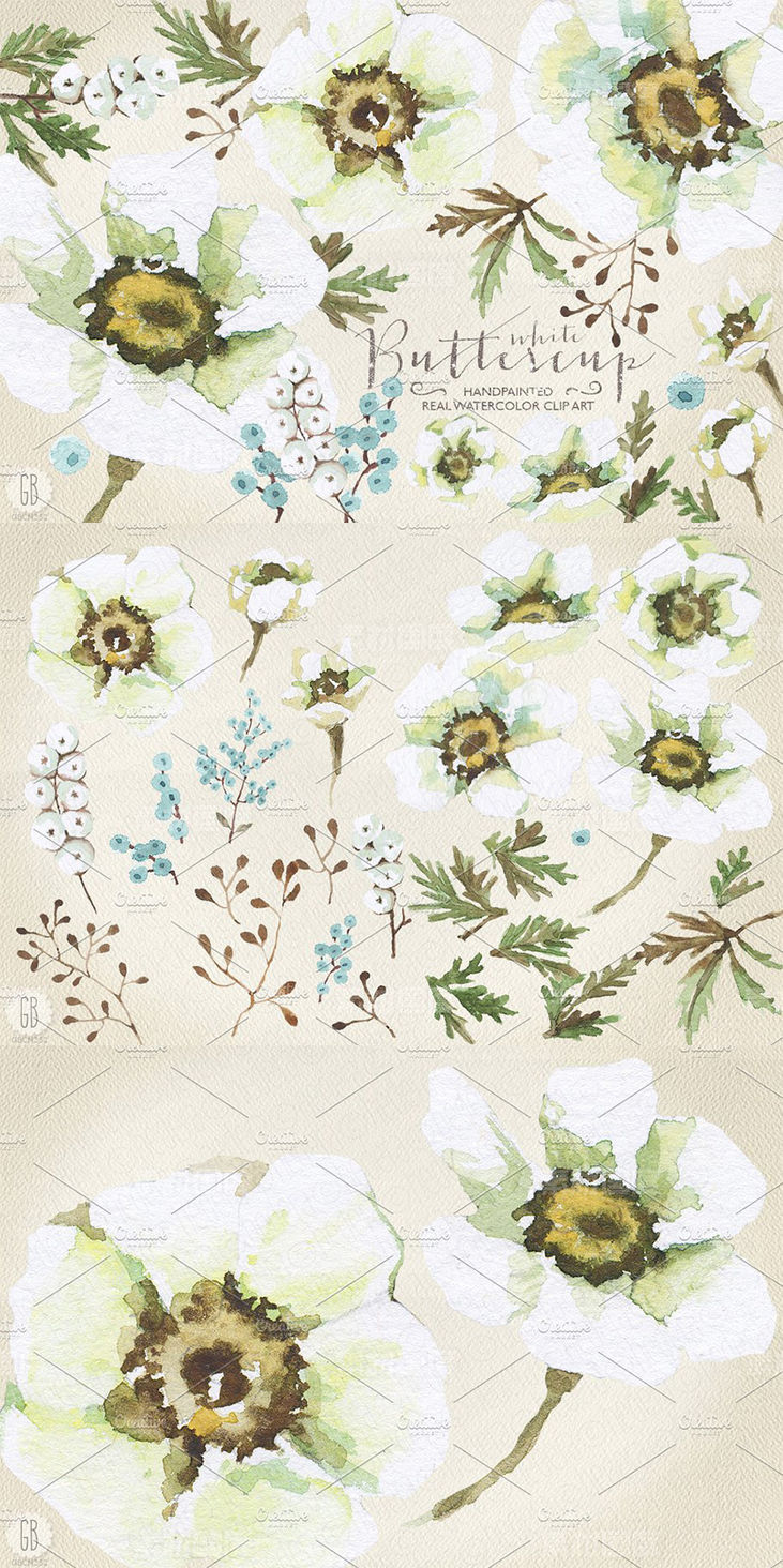 手绘逼真水彩花卉图像合集 Aquarelle white buttercup