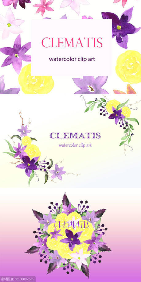 夏季手绘紫色水彩铁线莲剪贴画 Clematis Purple. Watercolor clipart - 源文件